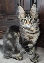 Maine Coon-kittens, Dieren en Toebehoren, Kater, Gechipt, 0 tot 2 jaar