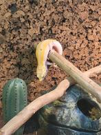 Luipaardgekko mannetje – 3 jaar oud – Albino Tangerine morph, Dieren en Toebehoren, Hagedis, Tam, 3 tot 6 jaar