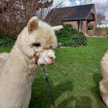 Alpaca wandel merrie 2023 Quoby beschikbaar voor biedingen