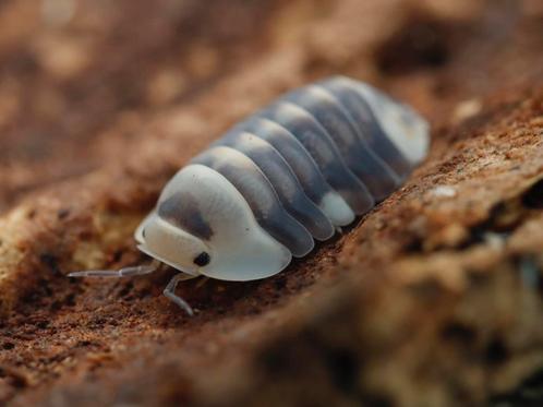 Verschillende soorten Cubaris isopods beschikbaar, Dieren en Toebehoren, Insecten en Spinnen, Overige soorten