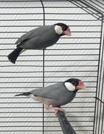 Java/padda-koppel, Dieren en Toebehoren, Vogels | Overige Vogels