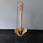 Anatomisch model wervelkolom en bekken, Ophalen, Gebruikt