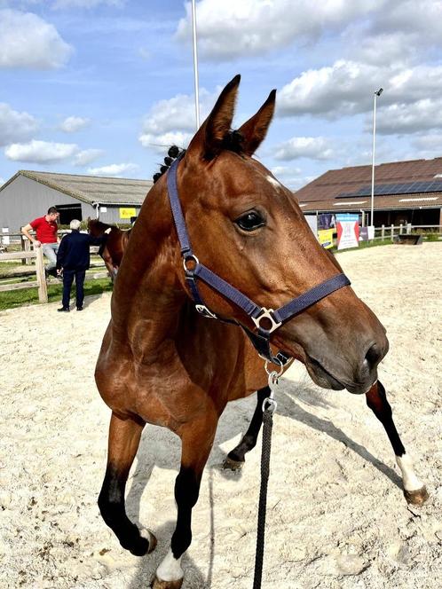 twee 4 jaarse ruinen te koop met goede afstamming, Dieren en Toebehoren, Paarden, Ruin, Zadelmak, 165 tot 170 cm, 3 tot 6 jaar