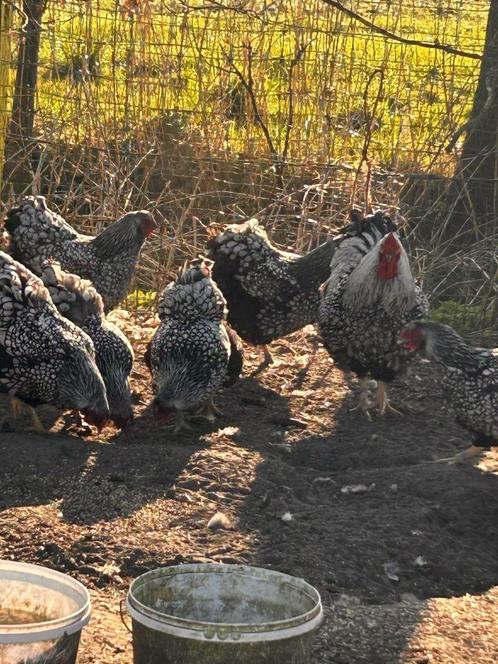 broedeieren, Dieren en Toebehoren, Pluimvee, Kip, Geslacht onbekend
