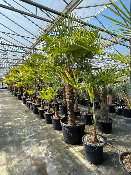 Trachycarpus fortunei-winterharde palmboom-ruim assortiment, Tuin en Terras, Planten | Bomen, Palmboom, 100 tot 250 cm, Volle zon