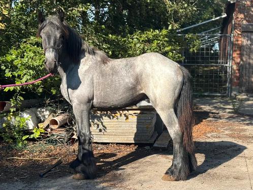 2 blauwe trekpaarden hengsten, Dieren en Toebehoren, Paarden, Hengst