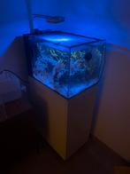 Waterbox 25 Peninsula + Levende haven + Toebehoren, Dieren en Toebehoren, Vissen | Aquaria en Toebehoren, Ophalen, Gevuld zeewateraquarium