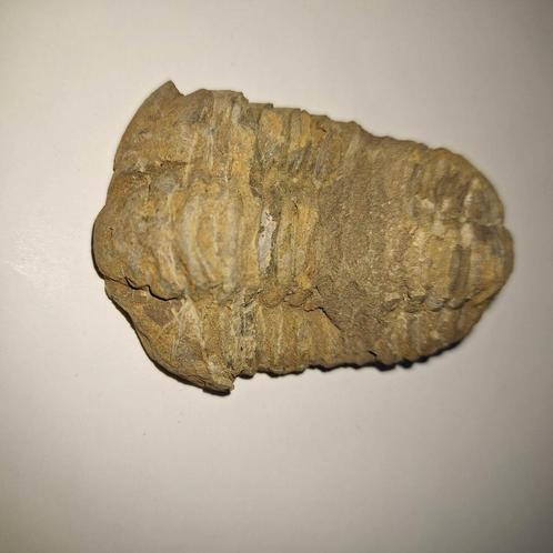 trilobiet Calymene nodulus - 7,5 cm, Verzamelen, Mineralen en Fossielen, Fossiel, Ophalen of Verzenden