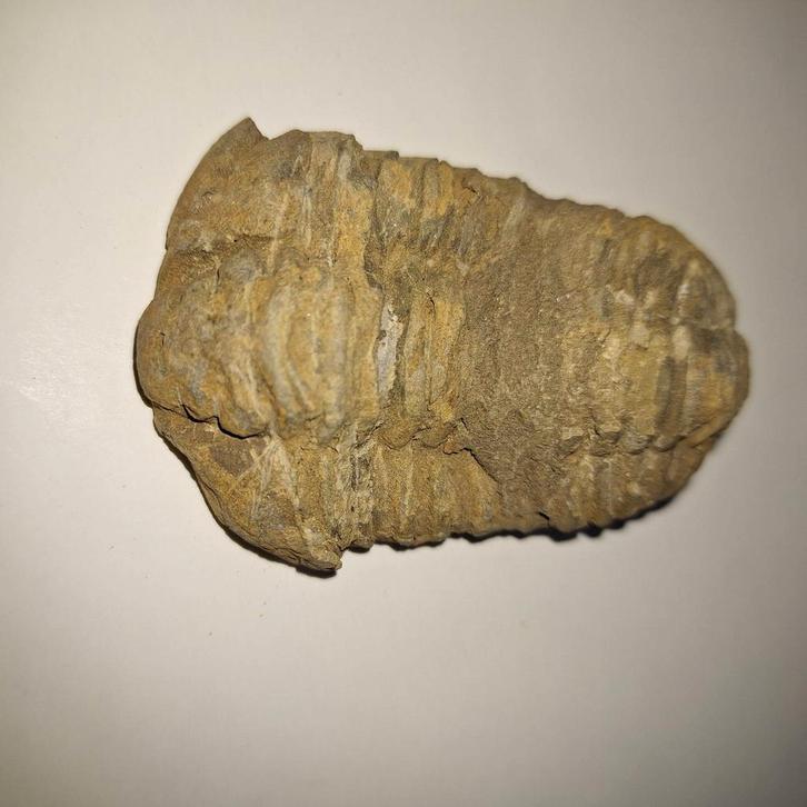trilobiet Calymene nodulus - 7,5 cm, Verzamelen, Mineralen en Fossielen, Fossiel, Ophalen of Verzenden