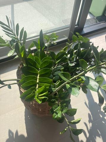 Zz planten  beschikbaar voor biedingen
