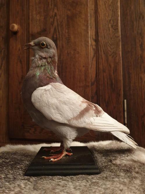 Opgezette duif. Vogel, Opgezette dieren, Taxidermy, Verzamelen, Dierenverzamelingen, Zo goed als nieuw, Opgezet dier, Vogel, Ophalen of Verzenden