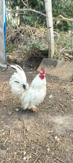 Serama en chabo haantjes, Dieren en Toebehoren, Pluimvee