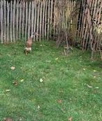 Coureur indien non sexe de colorie Pie à vendre, Dieren en Toebehoren, Pluimvee, Meerdere dieren, Eend