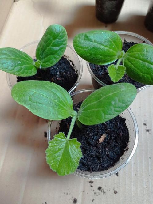 Black Beauty | Courgette Planten, Tuin en Terras, Planten | Tuinplanten, Ophalen