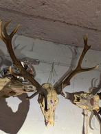 Cornes de cerf, Enlèvement, Comme neuf