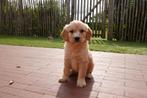 Prachtige Goldendoodle pups, België, Overige rassen, CDV (hondenziekte), 8 tot 15 weken