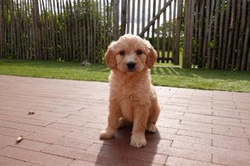 Prachtige Goldendoodle pups  beschikbaar voor biedingen