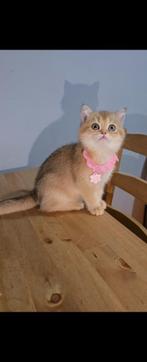 Britse korthaar, Dieren en Toebehoren, Katten en Kittens | Raskatten | Korthaar, Poes, Gechipt, 0 tot 2 jaar