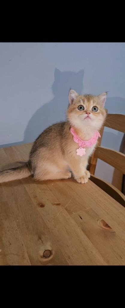 Britse korthaar, Dieren en Toebehoren, Katten en Kittens | Raskatten | Korthaar, Poes, 0 tot 2 jaar, Met stamboom, Gechipt, Ontwormd