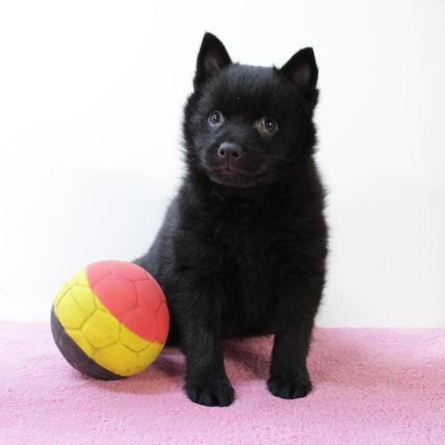 Schipperke - Belgische puppy's te koop, Dieren en Toebehoren, Honden | Herdershonden en Veedrijvers, Meerdere dieren, Overige rassen