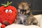 Chiot Pomchi, Loulou, Chien (mâle), Belgique, Un chien