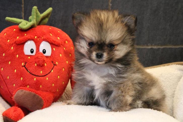 Chiot Pomchi, Animaux & Accessoires, Chiens | Huskys, Loulous & Types primitifs, Chien (mâle), Loulou, Éleveur | Professionnel