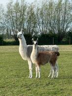 Lama merrie, Dieren en Toebehoren, Overige Dieren, Vrouwelijk