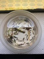 70 tal vuurgarnalen, Dieren en Toebehoren, Vissen | Aquariumvissen, Kreeft, Krab of Garnaal, Zoetwatervis, Schoolvis