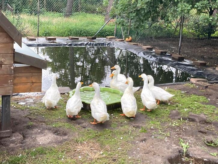 Witte Pekingeenden te koop, Dieren en Toebehoren, Pluimvee, Eend, Meerdere dieren