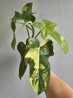 Philodendron Bipennifolium Variegata, Huis en Inrichting, Ophalen of Verzenden