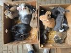 Dwergkonijntjes, Dieren en Toebehoren, Konijnen