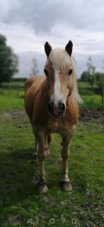 Haflinger recreatiepaard, Dieren en Toebehoren, Paarden, Gechipt, Ruin, Niet van toepassing, 11 jaar of ouder