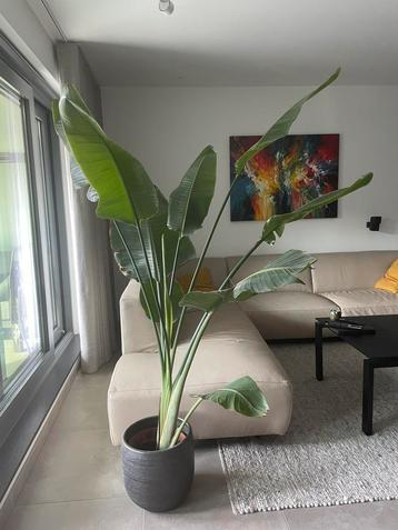 Strelitzia wordt helaas te groot beschikbaar voor biedingen
