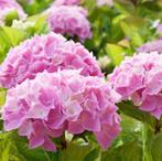 Hortensia, Volle zon, Vaste plant, Lente, Ophalen