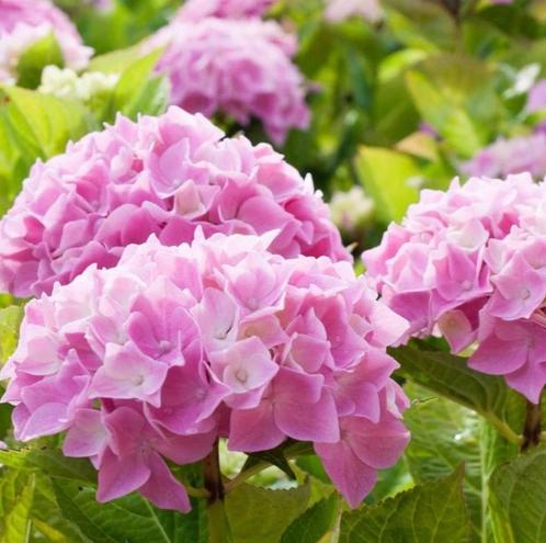 Hortensia, Tuin en Terras, Planten | Tuinplanten, Vaste plant, Overige soorten, Volle zon, Lente, Ophalen