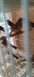 Mexicaanse roodmus, Dieren en Toebehoren, Vogels | Overige Vogels