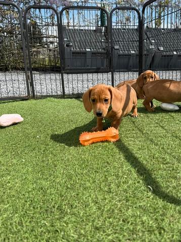 Prachtige kortharige dwergteckel pups  beschikbaar voor biedingen