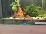Blue Diamond neocaridina 1,5€ stuk, Dieren en Toebehoren, Vissen | Aquariumvissen