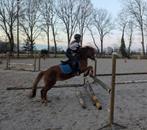 Gezocht!! Goede D-pony, Dieren en Toebehoren, Pony's, Met stamboom, Springpony, 3 tot 6 jaar, L