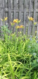 Oranje daglelie, Ophalen, Zomer, Vaste plant, Volle zon
