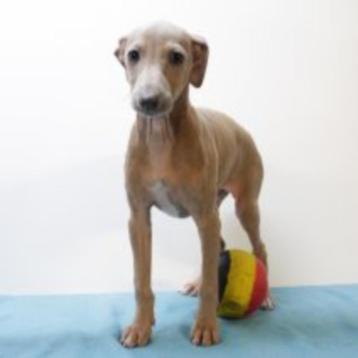 Italiaanse Windhond-puppy’s te koop (Begisch), Dieren en Toebehoren, Honden | Windhonden, België, CDV (hondenziekte), 8 tot 15 weken