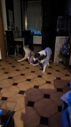 Cherche maison a louer, Immo, Huizen te huur