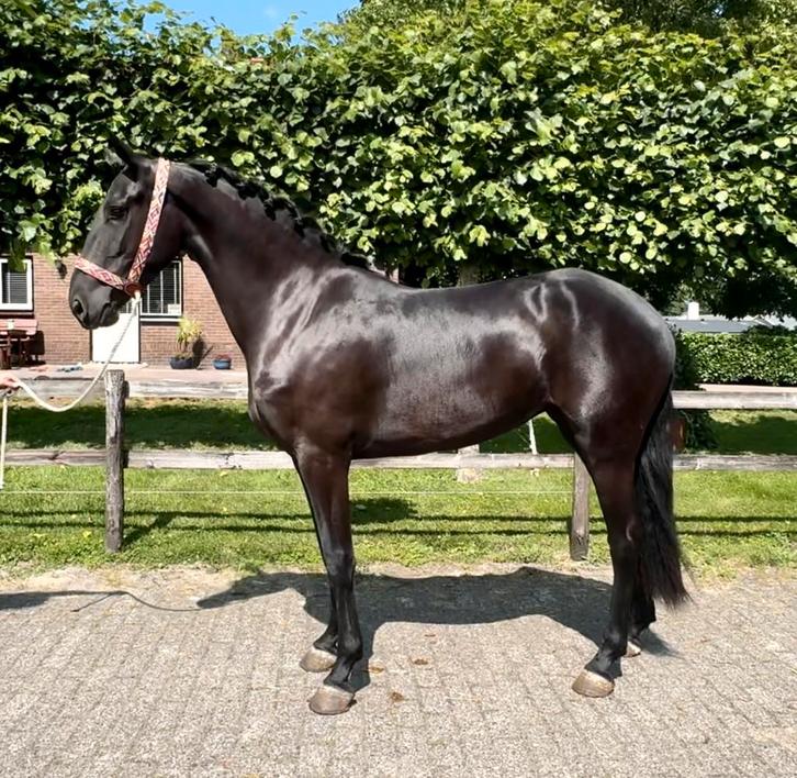 Leuke paarden, Dieren en Toebehoren, Paarden, Meerdere dieren, Zadelmak
