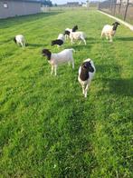 Jonge dorper rammen, Mannelijk, Schaap, 0 tot 2 jaar