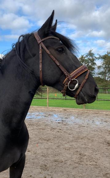 Prachtige zeer lieve Murgese ruin!! beschikbaar voor biedingen