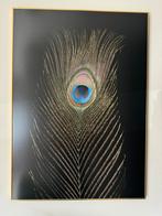 Schilderij canvas pauwenveer, Antiek en Kunst, Ophalen