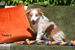 Prachtige Border Collie pupjes, Dieren en Toebehoren, België, CDV (hondenziekte), 8 tot 15 weken, Collie