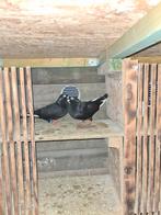 Duvan, Animaux & Accessoires, Oiseaux | Pigeons
