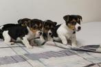 Jack Russel pups, Dieren en Toebehoren, België, Particulier, Jack Russell Terriër, 8 tot 15 weken