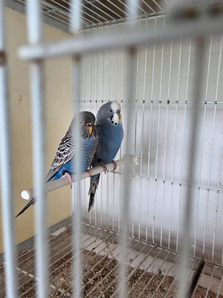 contact kwijt grasparkieten, Animaux & Accessoires, Oiseaux | Perruches & Perroquets